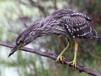 jong nagreier : frieda